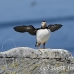 puffin_atlantic_msi_h_2604_can1980.jpg